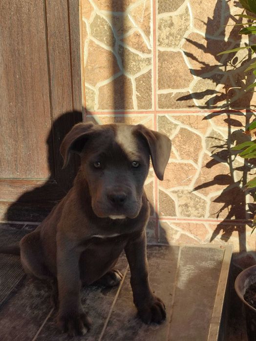 Vând cane corso  corso