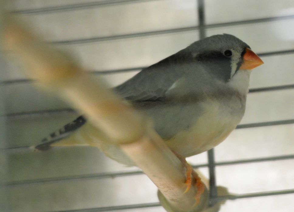 продавам зеброви амадини джъмбо, различни мутации