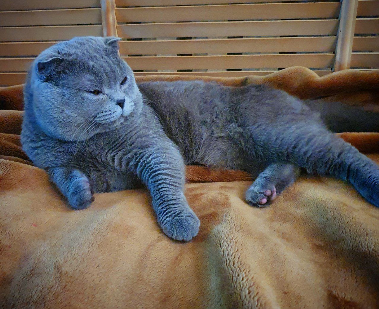 Плюшевый кот шотландской породы на вязку