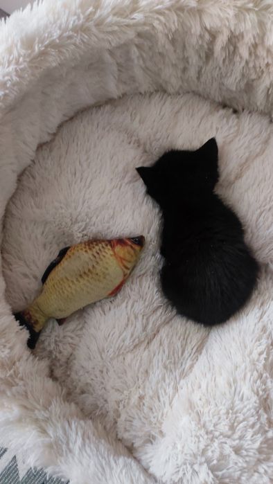 Котята полтора месяца