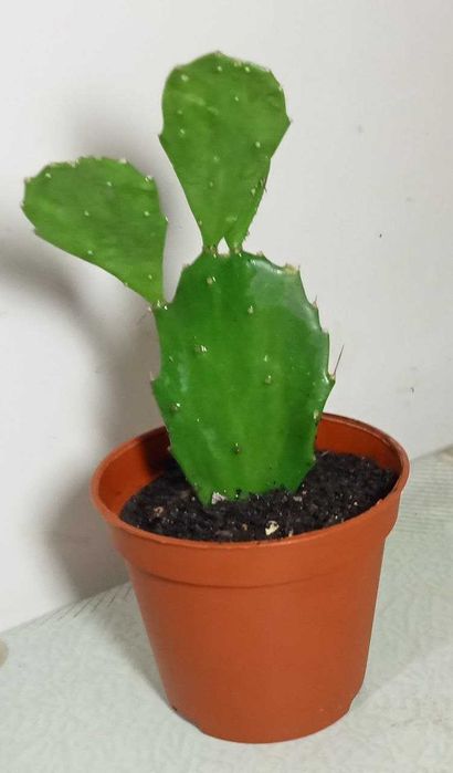 Продам.  Опунция.