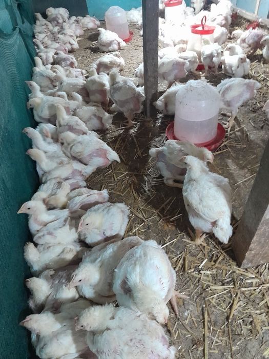 Pui mixt si alb de carne