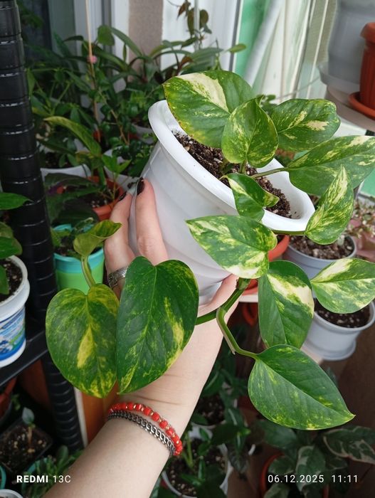 Продам комнатные растения