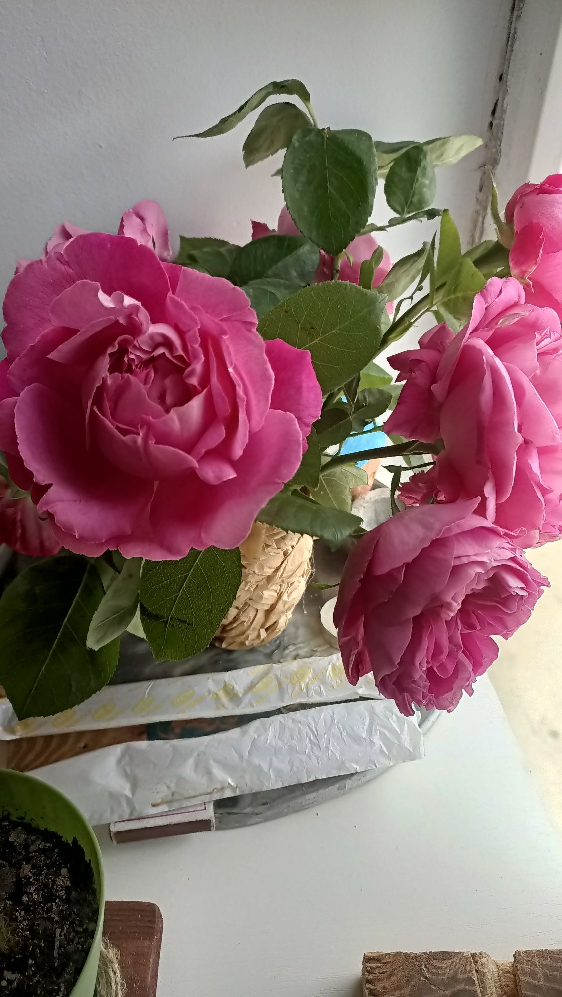 Саженцы многолетних цветов, розы, хризантемы, сирень