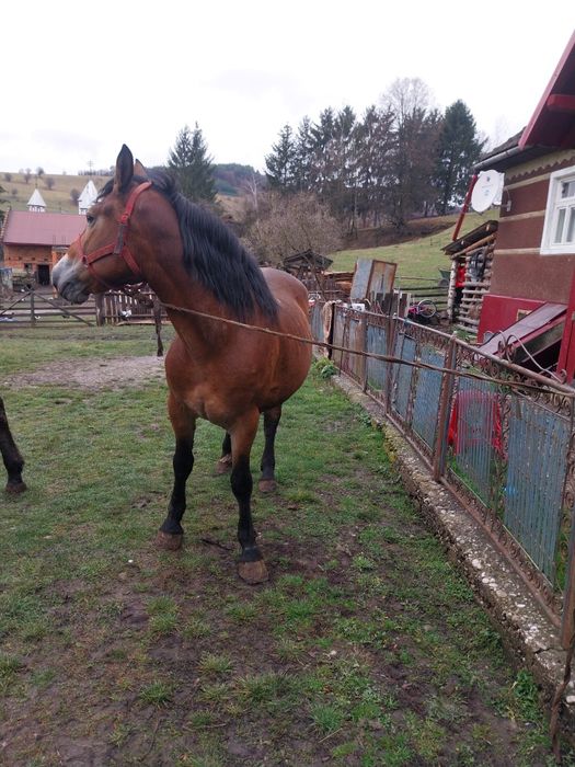 Iapa de vânzare cu mânz