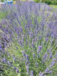 Lavanda uscata !