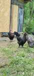 Pui De vânzare Marans Australorp Wyandotte.