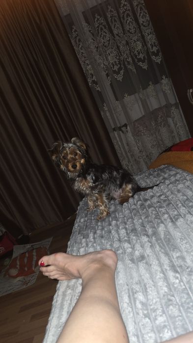 Yorkshire terrier baietel