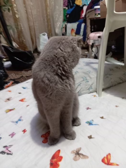 Parodali qimmat mushuk rangi kul rang qulogʻi egilgan