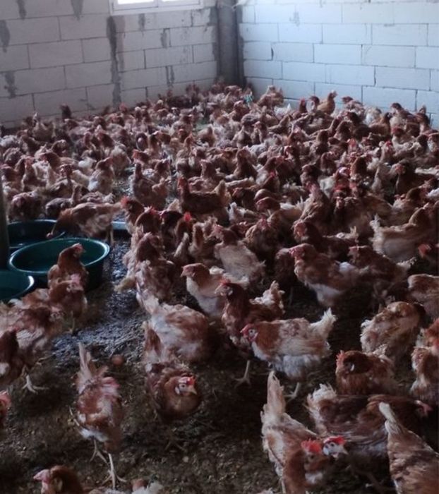 Oferta gaini ouatoare/ Gaini de ouat