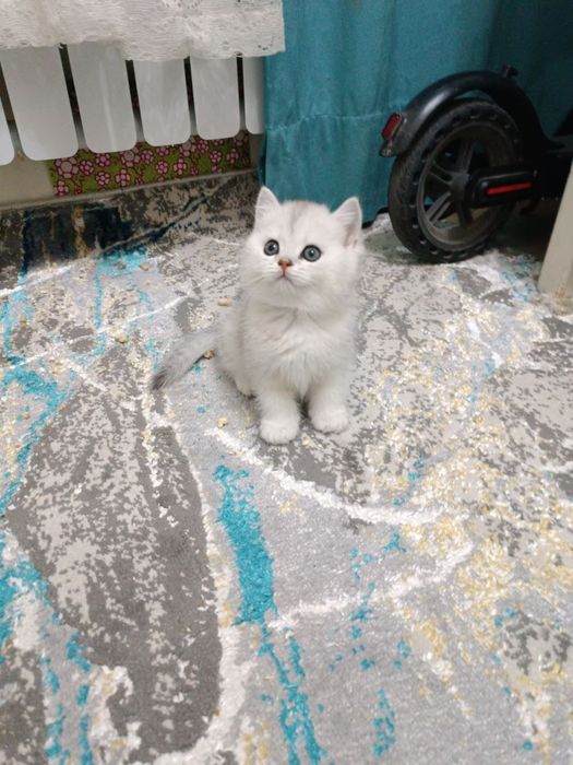 Продаётся британский котёнок мальчик