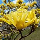 Magnolia Yellow River
