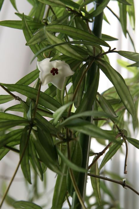 Хойя пауцифлора Hoya pauciflora