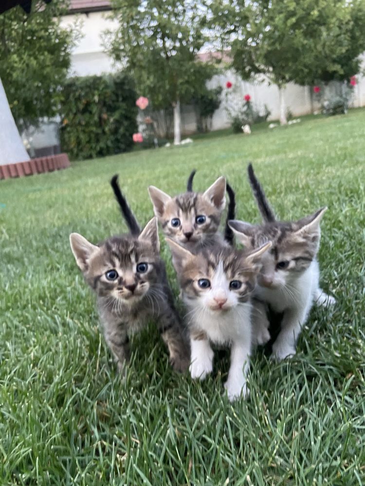 Dau spre adopție 6 pui de pisică în vârstă de 1 lună și câteva zile