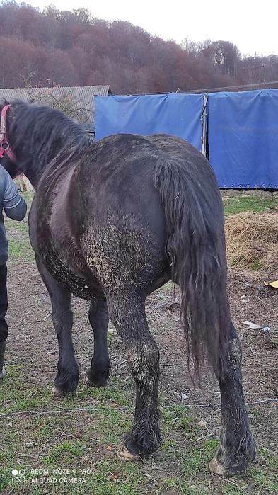 Vând 2 iepe Vamă -Buzaului