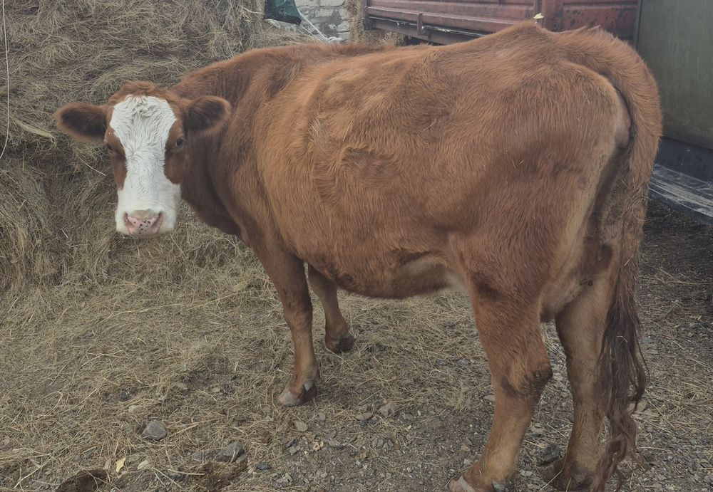 Корова,белолобая