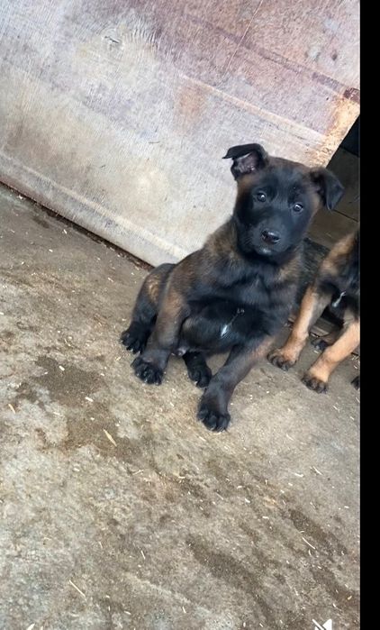 Pui de ciobanesc belgian malinois
