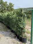 Vand leylandii/leylandii gold diferite dimensiuni