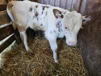 Tauraș belgian din vaca baltata