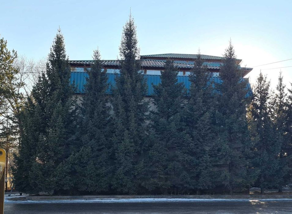 ель голубая живая