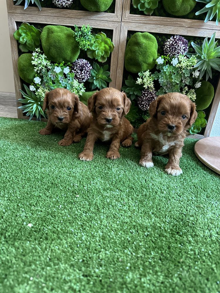 Кавапу /cavapoo