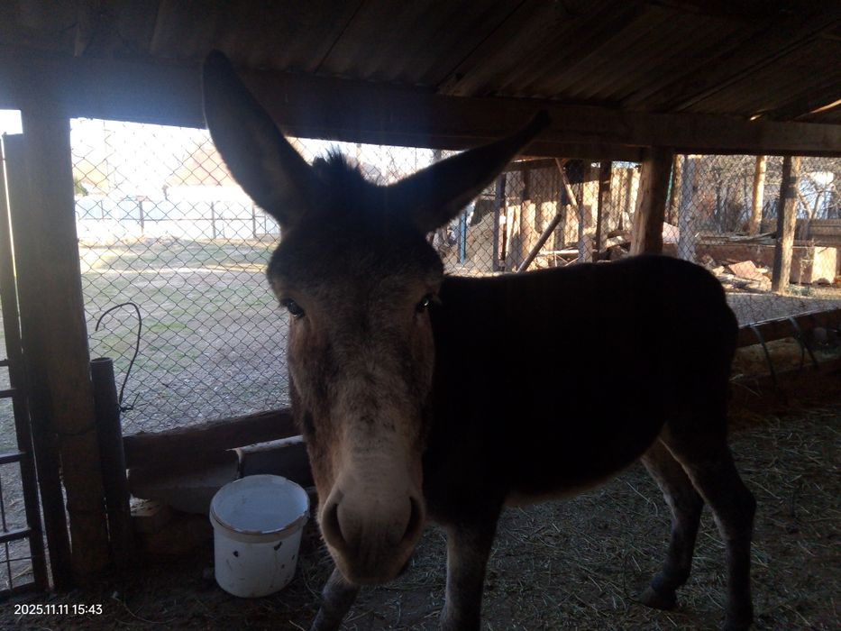 Ешек құмға жүріп уиренген қойға мінгенге жақсы