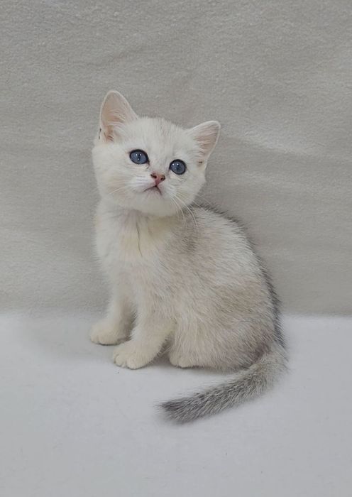 Скоттиш страйт серебристая шиншилла