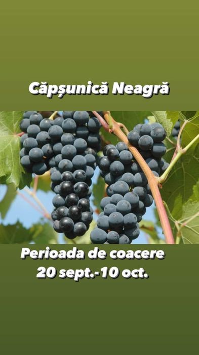 Butași vita de vie hibrida