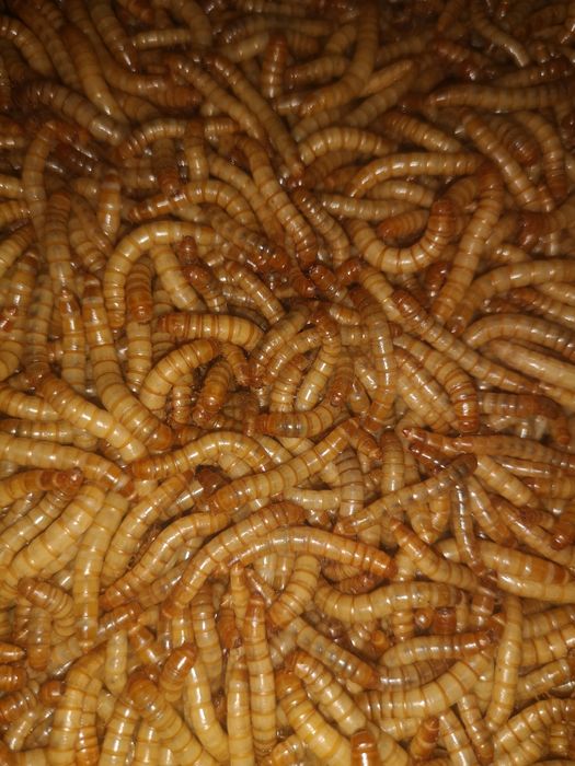 Viermi de făină, mealworms, 10 KG!