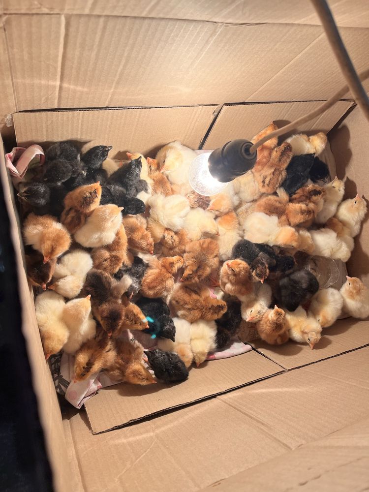 Продавам малки пиленца