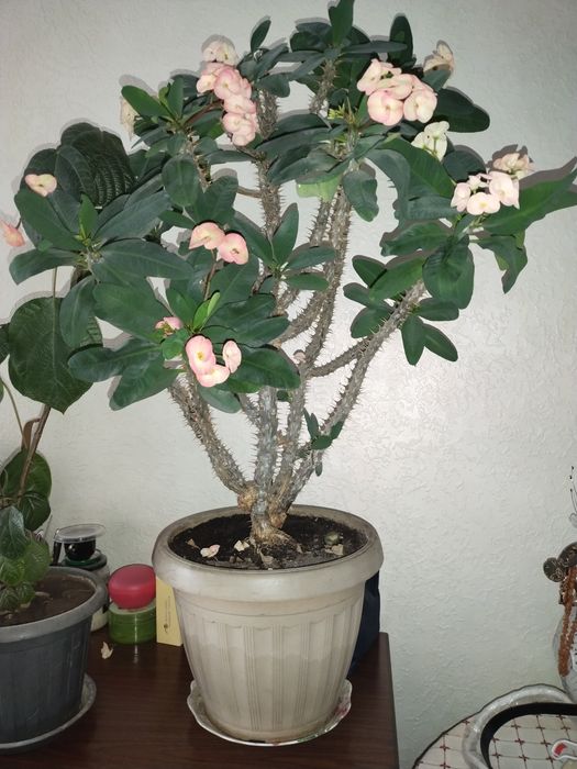 Цветы комнатные продам