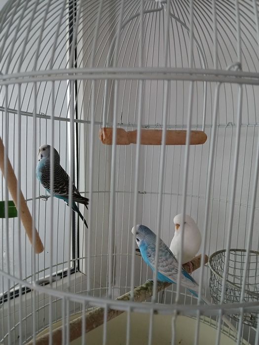 Papagali peruși cu colivie