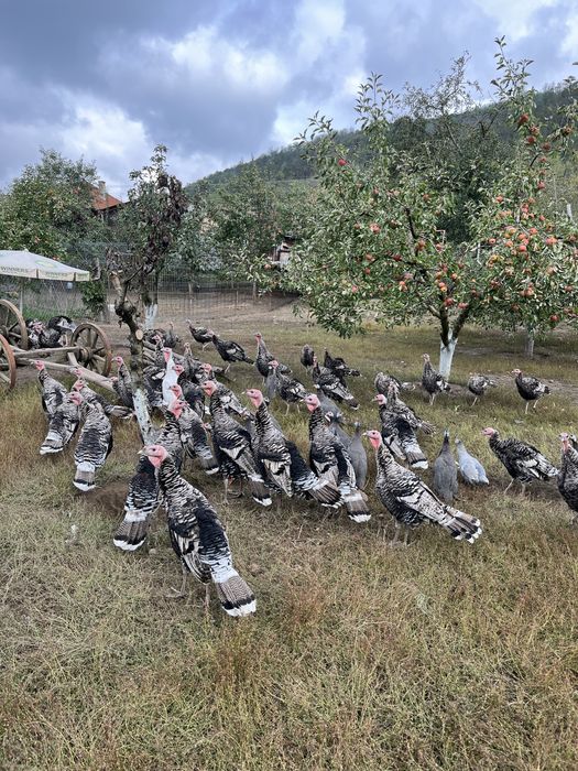 Curci si curcani