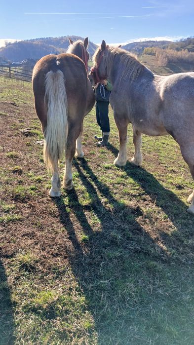 Vând mânz de 1 an și 6 luni