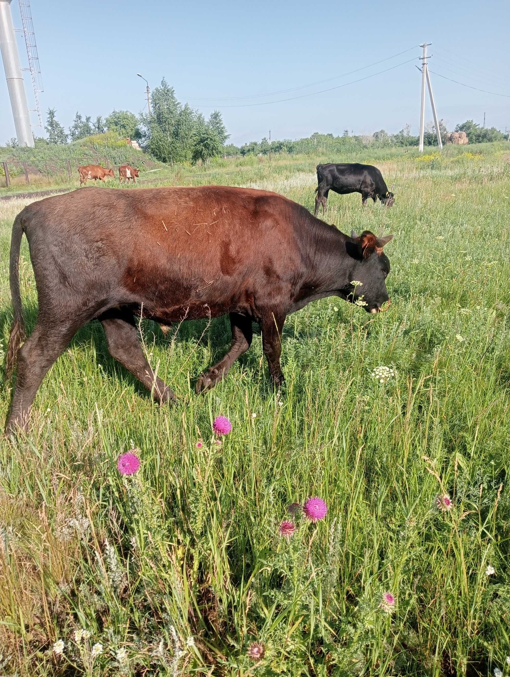Продам двух бычков