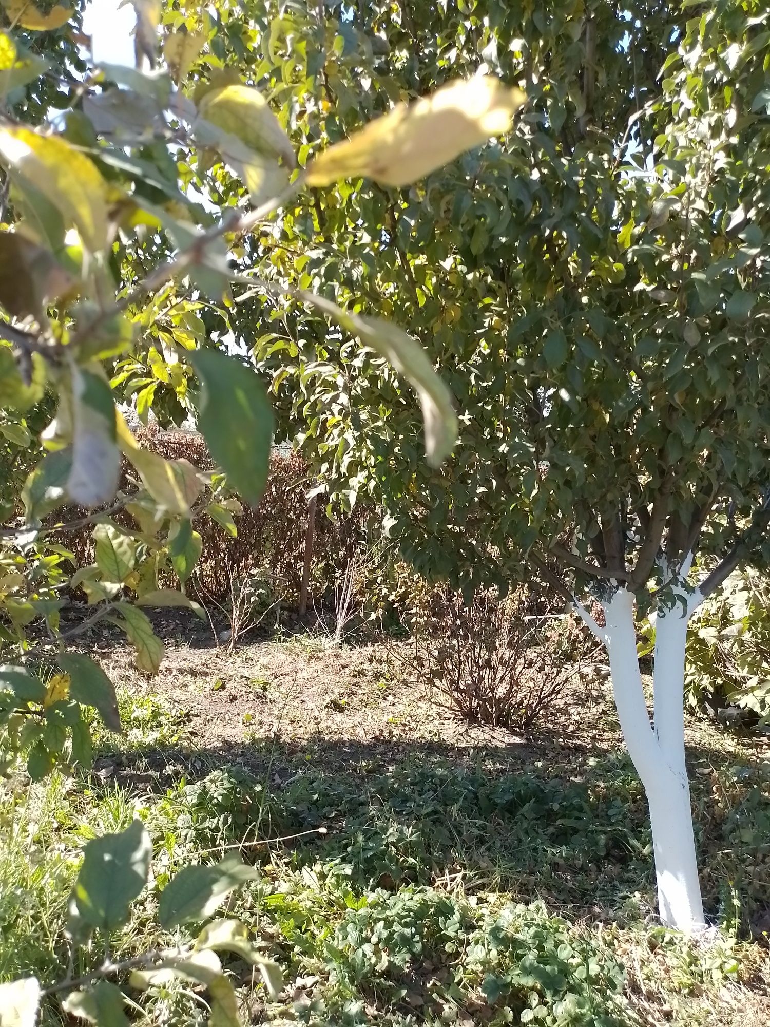 Продам дачу в городе