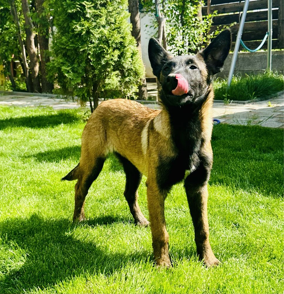 Malinois Belgian