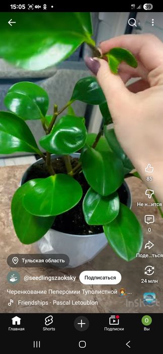 Продам домашнее растение пеперомию великолепную.Листья сочные.плотные.