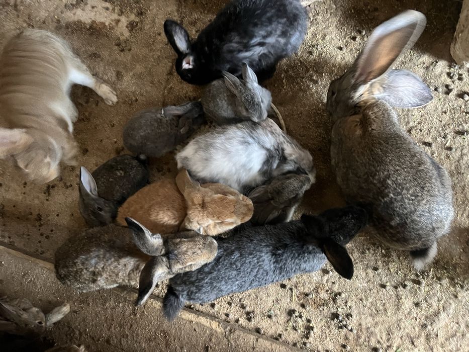 Кролики парода Французки Баран и Фландер