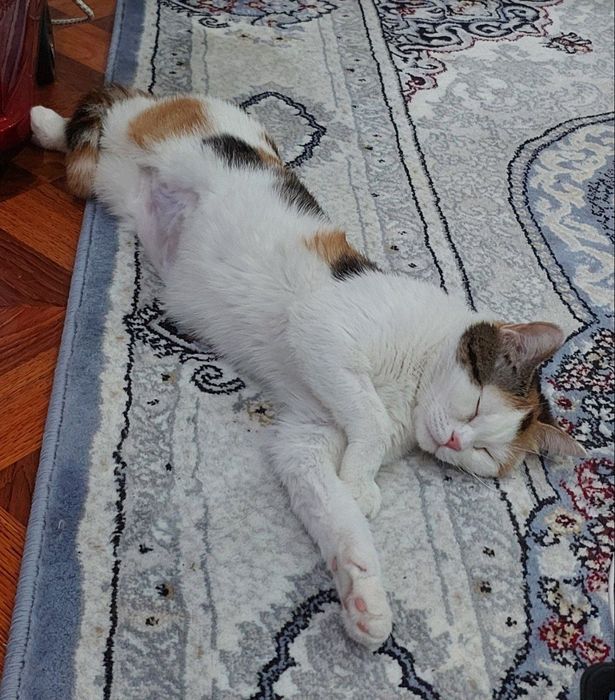 Чудесная ,нежная  и  воспитанная кошечка