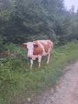 Vând vaca care trebuie sa fete în octombrie