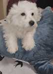 Bichon maltez, Băiețel