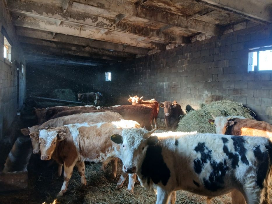 Продам Бык Сатылады