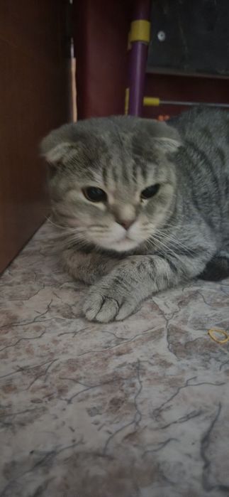 Отдам вислоухую кошку