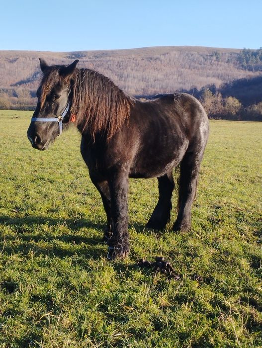 Iapă de vânzare ...