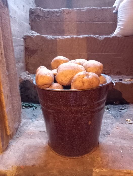 Продам картофель домашний