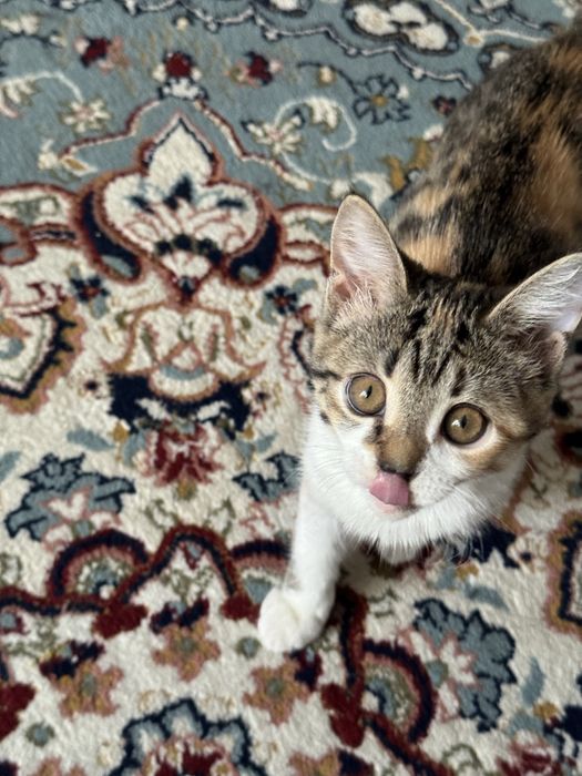 Отдам даром котенка