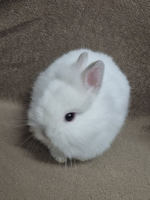 Продавам Мини зайчета