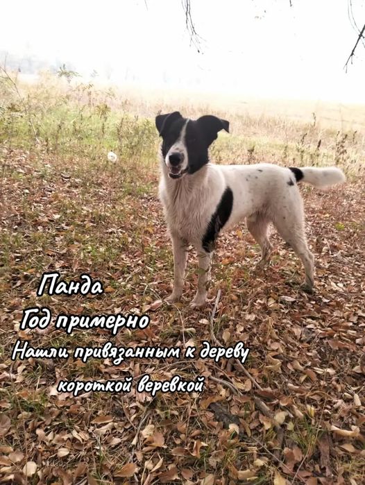 Собака ищет дом!