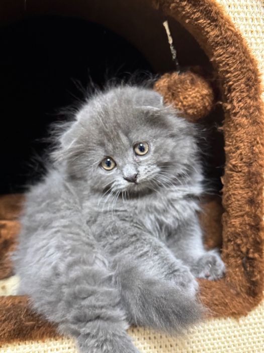 Шотландский котёнок Highland Fold, 2 месяца, мальчик